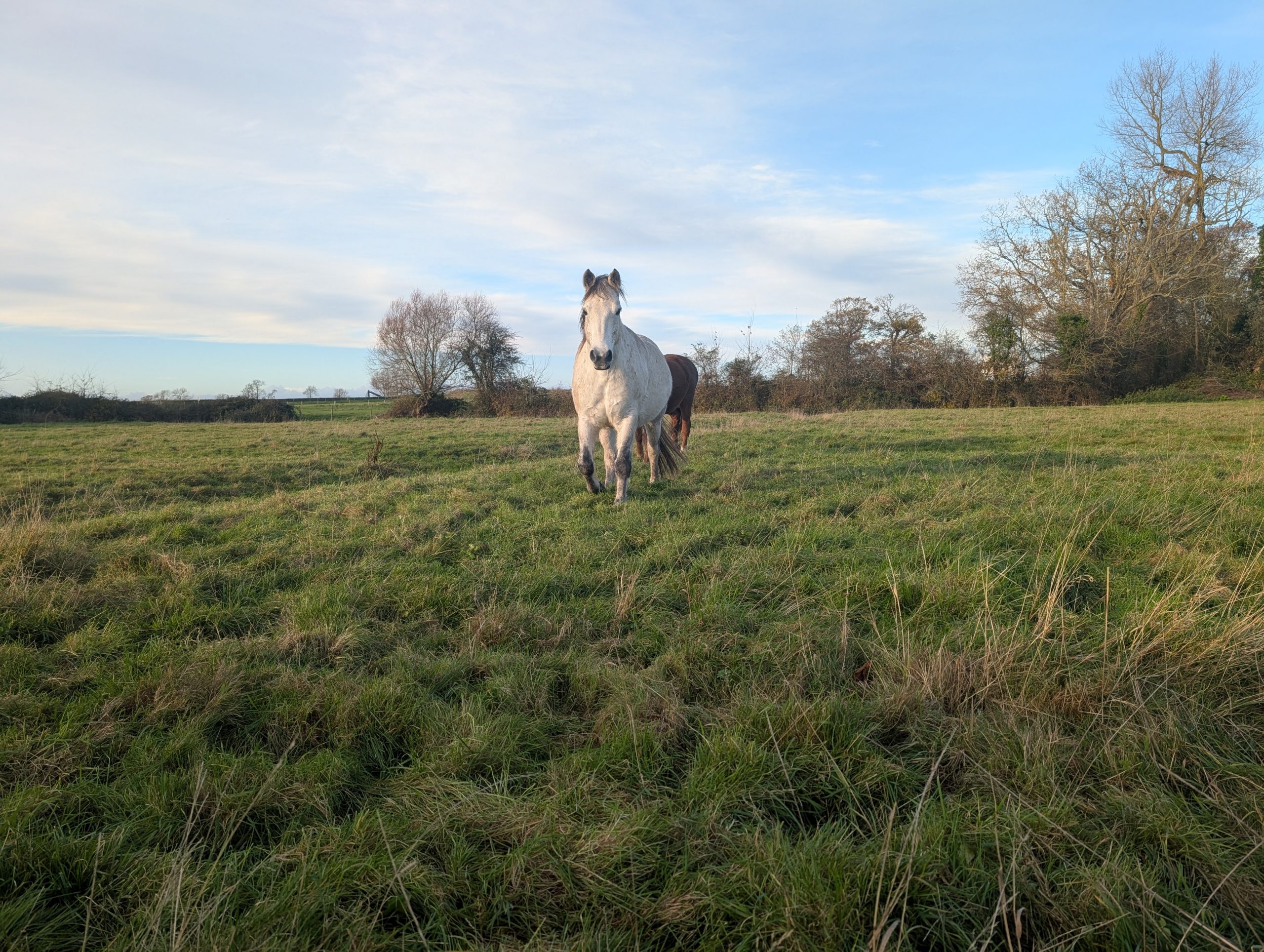 Hébergement chevaux